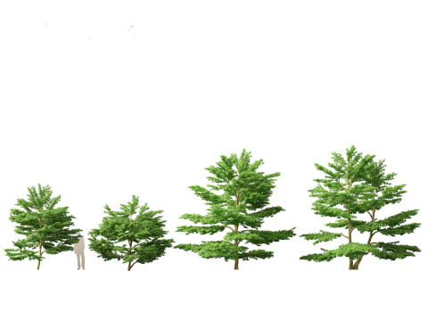 Cornus alternifolia - Pagoda dogwood 3D 模型