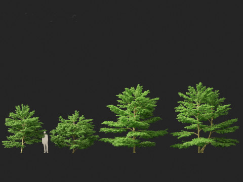 Cornus alternifolia - Pagoda dogwood 3D 模型