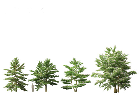 Cornus alternifolia - Pagoda dogwood 3D 模型