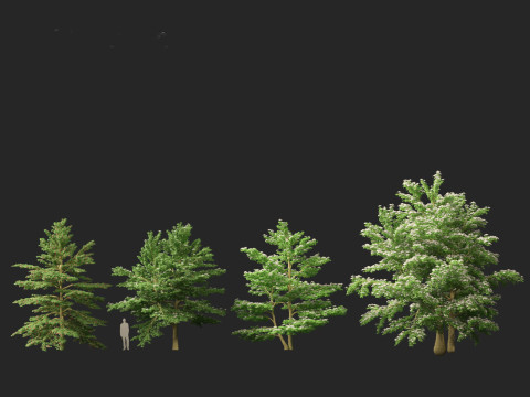 Cornus alternifolia - Pagoda dogwood 3D 模型