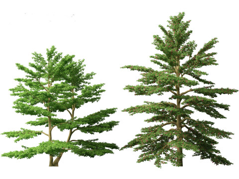Cornus alternifolia - Pagoda dogwood 3D 模型