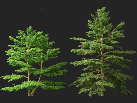 Cornus alternifolia - Pagoda dogwood 3D 模型
