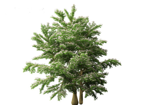 Cornus alternifolia - Pagoda dogwood 3D 模型