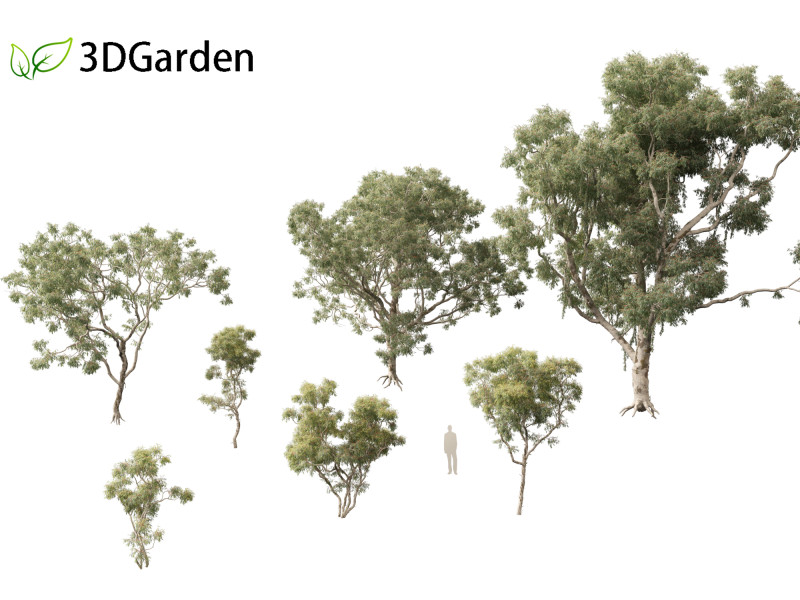 Corymbia aparrerinja - ghost gum Modelo 3D .c4d .max .obj .3ds .fbx .stl .blend 