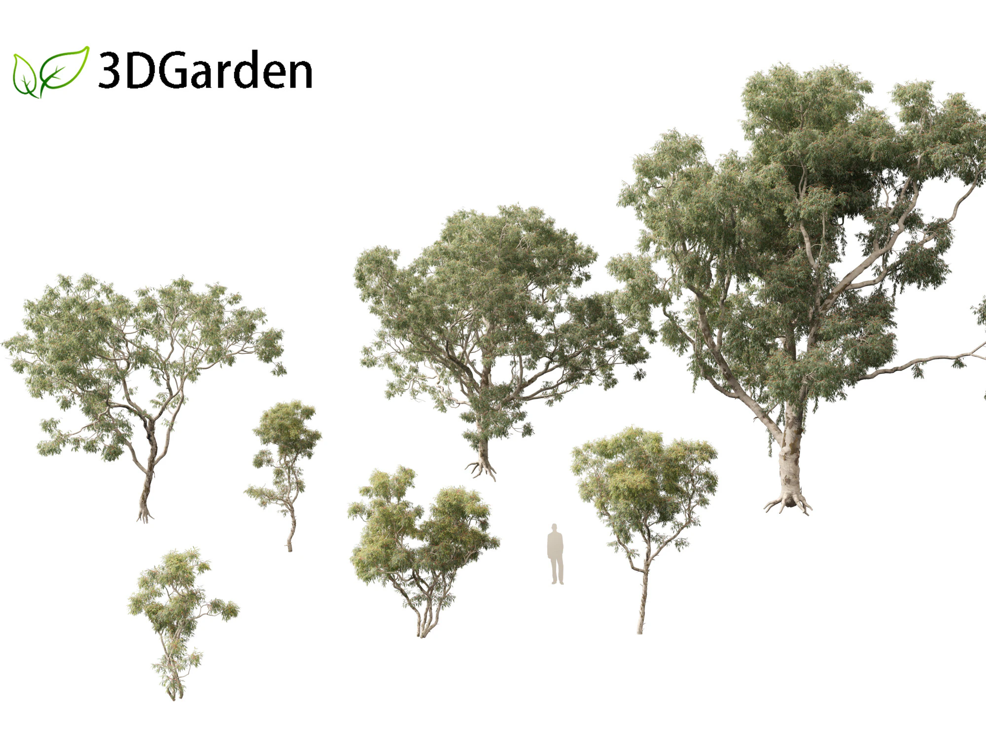 Corymbia aparrerinja - ghost gum 3D Model .c4d .max .obj .3ds .fbx .stl .blend