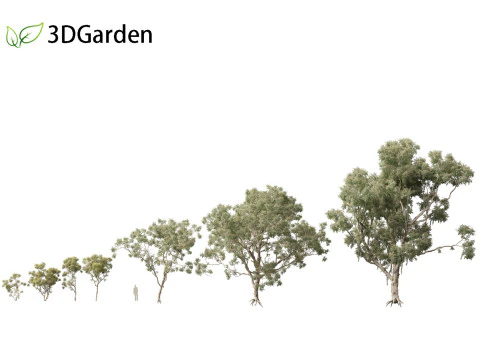 Corymbia aparrerinja - ghost gum 3D Model