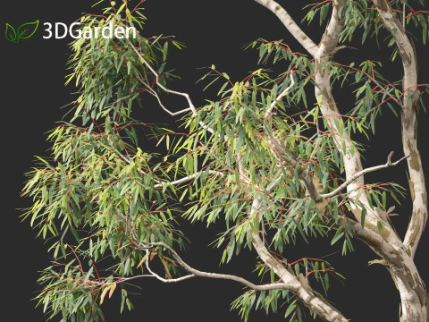 Corymbia aparrerinja - ghost gum 3D Model