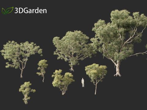 Corymbia aparrerinja - ghost gum Modelo 3D