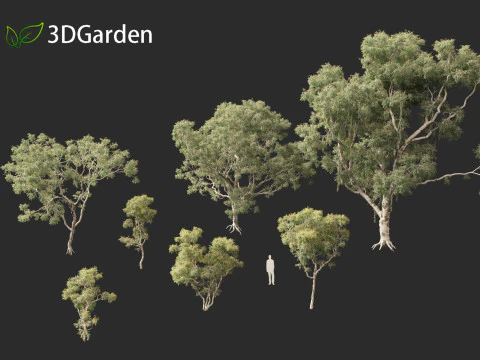 Corymbia aparrerinja - ghost gum 3D Model