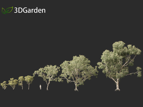 Corymbia aparrerinja - ghost gum Modelo 3D