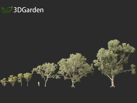 Corymbia aparrerinja - ghost gum 3D Model