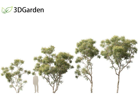 Corymbia aparrerinja - ghost gum 3D Model