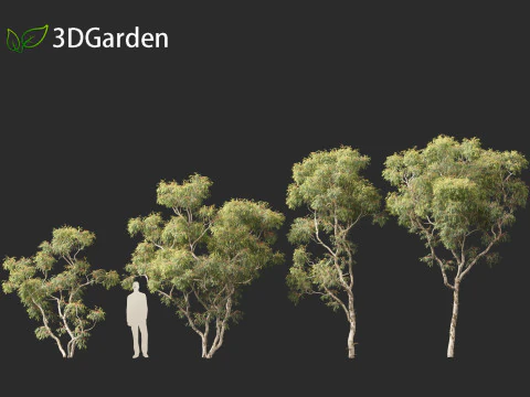 Corymbia aparrerinja - ghost gum 3D Model