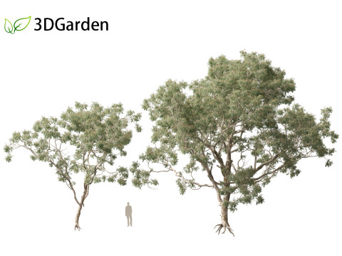 Corymbia aparrerinja - ghost gum Modelo 3D