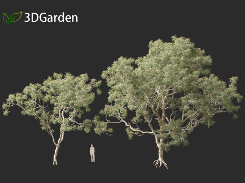 Corymbia aparrerinja - ghost gum Modelo 3D