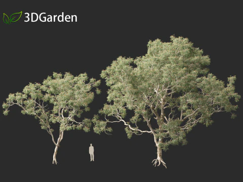Corymbia aparrerinja - ghost gum 3D Model