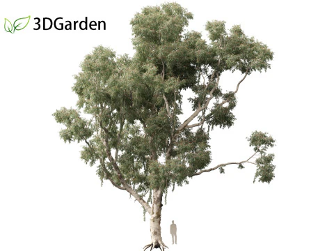 Corymbia aparrerinja - ghost gum 3D Model