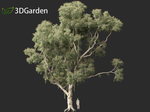 Corymbia aparrerinja - ghost gum 3D Model