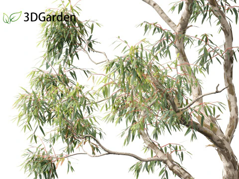 Corymbia aparrerinja - ghost gum 3D Model