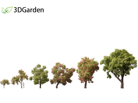 Corymbia ficifolia - Red flowering gum 3D Model