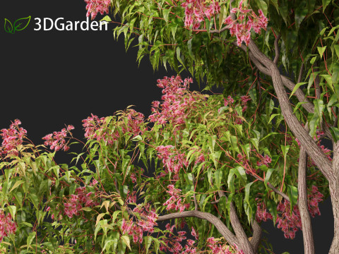 Corymbia ficifolia - Red flowering gum 3D Model