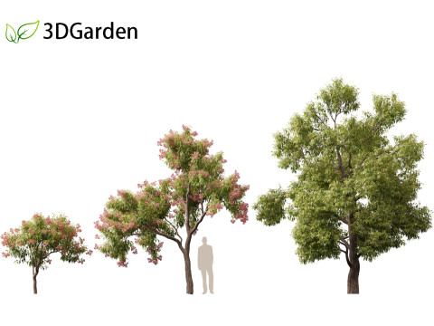Corymbia ficifolia - Red flowering gum 3D Model