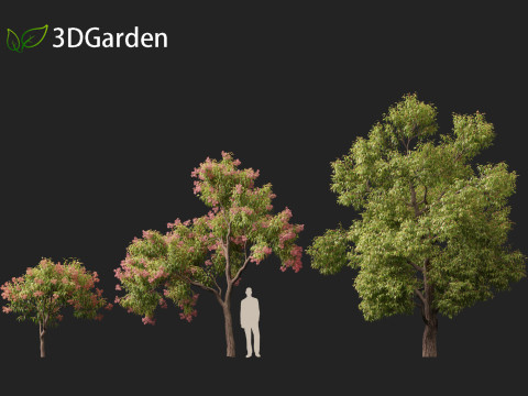Corymbia ficifolia - Red flowering gum 3D Model