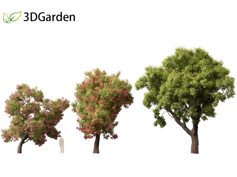 Corymbia ficifolia - Red flowering gum 3D Model