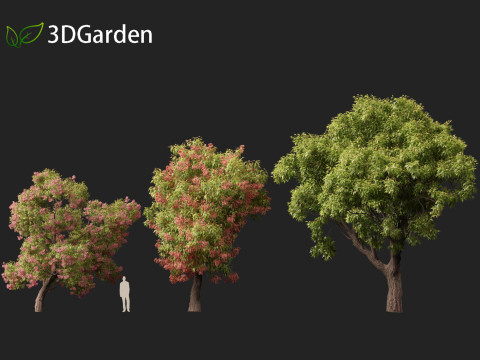 Corymbia ficifolia - Red flowering gum 3D Model
