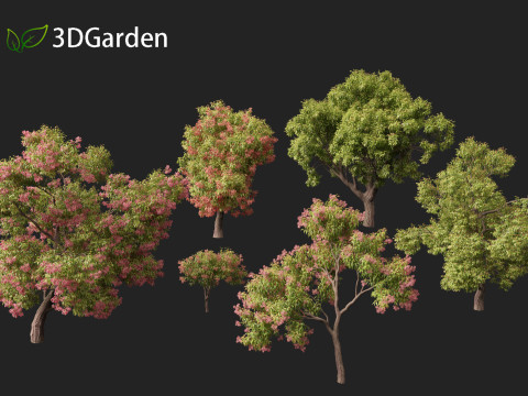 Corymbia ficifolia - Red flowering gum 3D Model