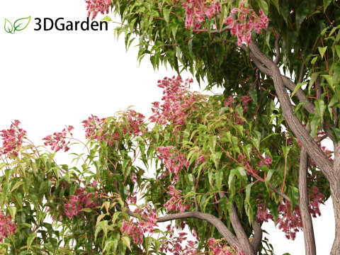 Corymbia ficifolia - Red flowering gum 3D Model