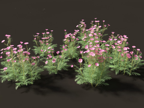 Cosmos bipinnatus - Garden Cosmos 3D Model