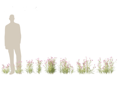 Cosmos bipinnatus - Garden Cosmos 3D Модель