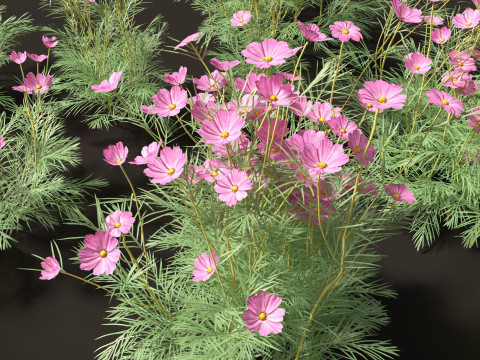 Cosmos bipinnatus - Garden Cosmos 3D Модель
