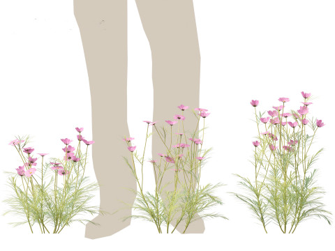 Cosmos bipinnatus - Garden Cosmos 3D Модель