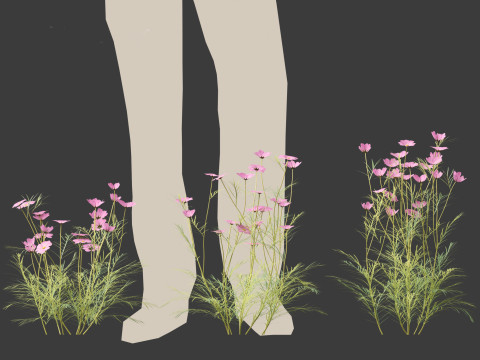Cosmos bipinnatus - Garden Cosmos 3D Модель