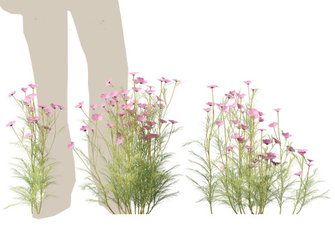 Cosmos bipinnatus - Garden Cosmos 3D Модель