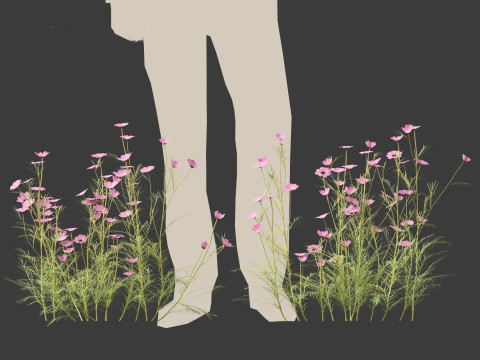 Cosmos bipinnatus - Garden Cosmos 3D Модель