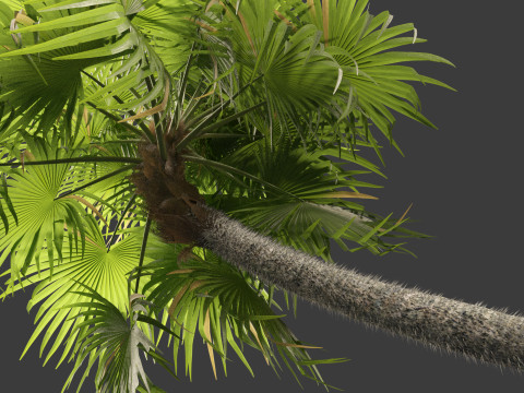 Cryosophila warscewiczii - Palma de Escoba 01 3D Model