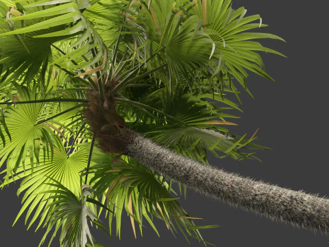 Cryosophila warscewiczii - Palma de Escoba 01 3D Model