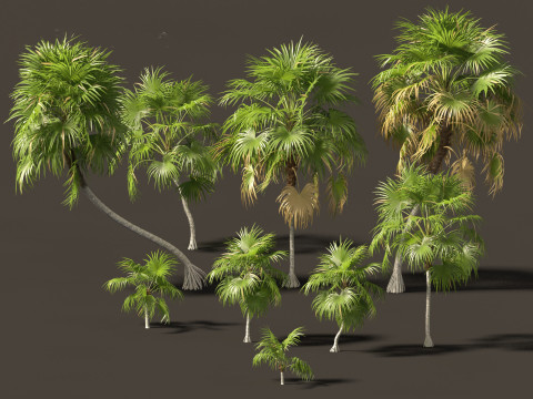 Cryosophila warscewiczii - Palma de Escoba 01 3D Model