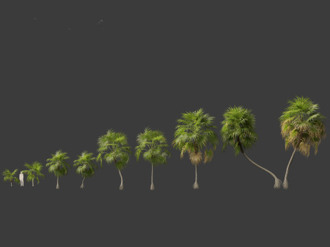Cryosophila warscewiczii - Palma de Escoba 01 3D Model