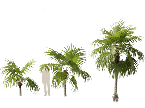 Cryosophila warscewiczii - Palma de Escoba 01 3D Model
