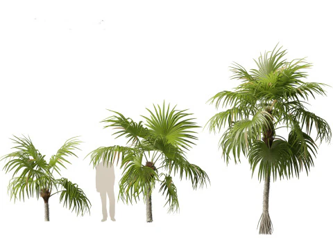Cryosophila warscewiczii - Palma de Escoba 01 3D Model