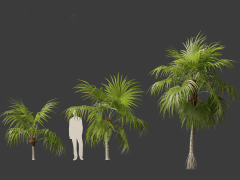 Cryosophila warscewiczii - Palma de Escoba 01 3D Model