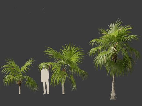 Cryosophila warscewiczii - Palma de Escoba 01 3D Model