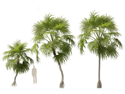 Cryosophila warscewiczii - Palma de Escoba 01 3D Model