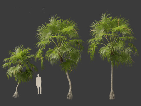 Cryosophila warscewiczii - Palma de Escoba 01 3D Model