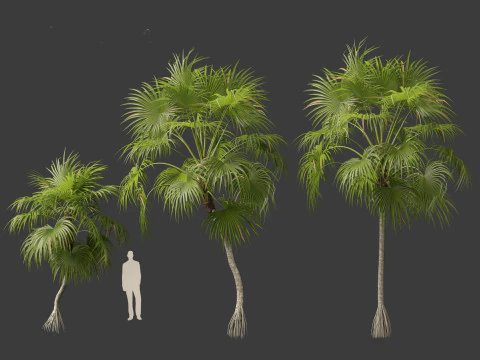 Cryosophila warscewiczii - Palma de Escoba 01 3D Model