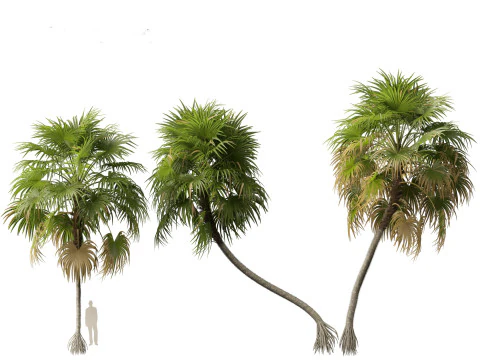 Cryosophila warscewiczii - Palma de Escoba 01 3D Model